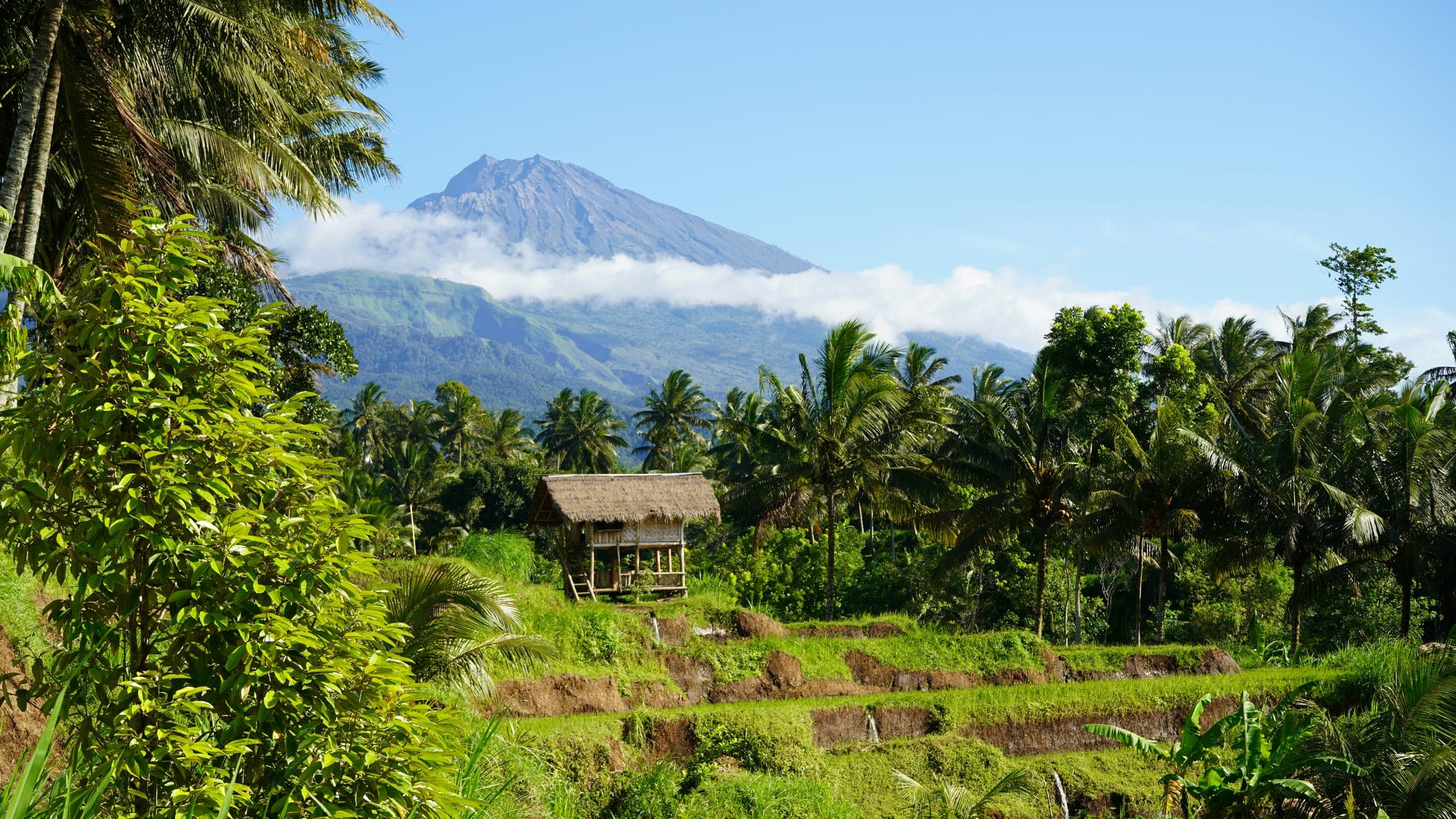 Vulkaan Agung boven de palmbomen en rijstvelden van Bali