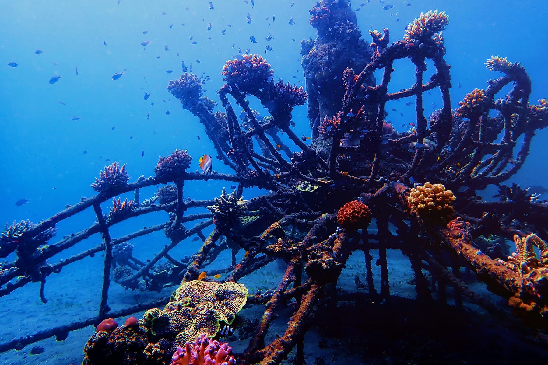 Metalen frame op de zeebodem dat helemaal begroeid is met nieuw koraal, omringd door vissen