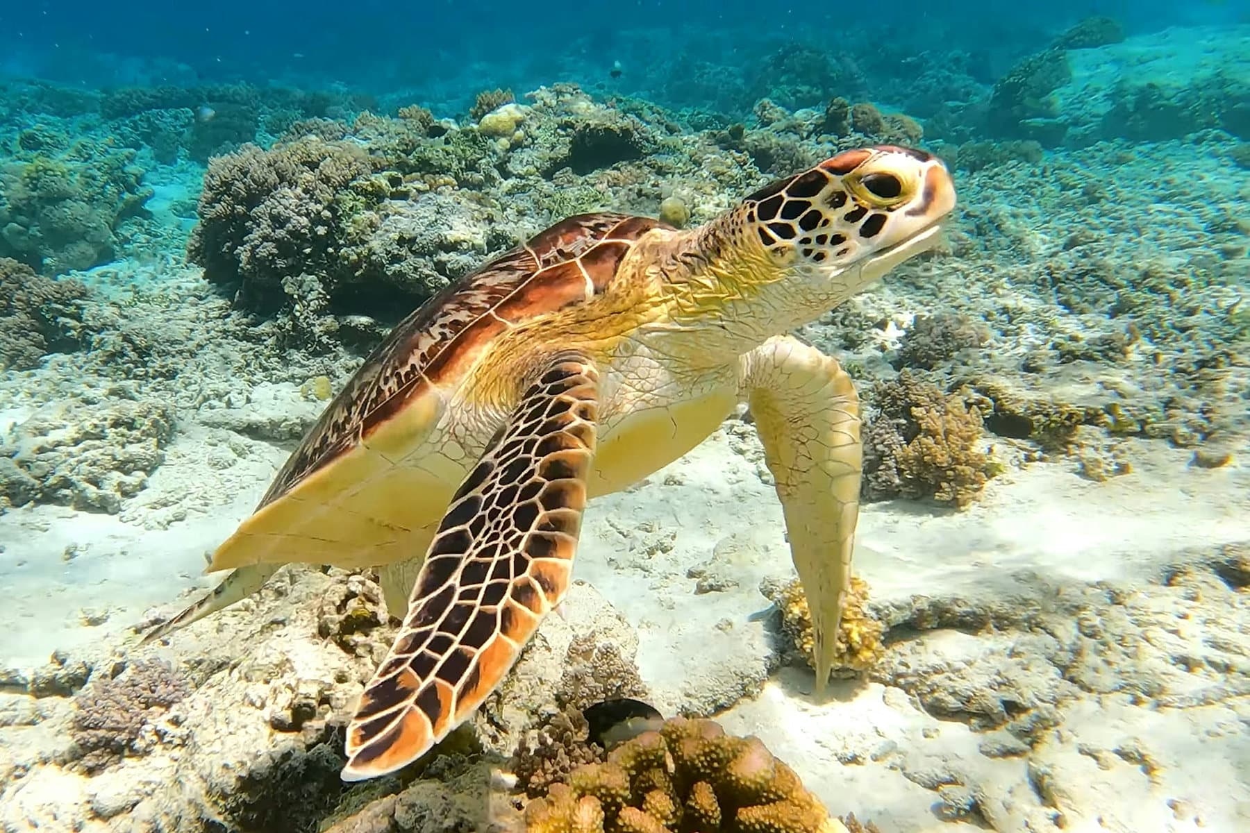 Zeeschildpad zwemt over een ondiep koraalrif in helder turquoise water