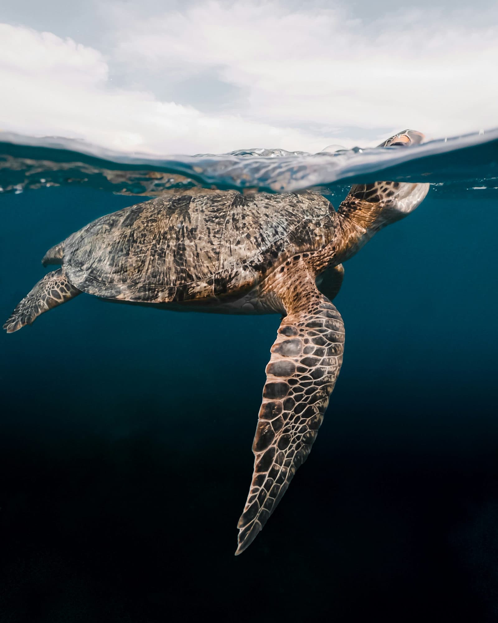 Zeeschildpad zwemt vlak onder het wateroppervlak in helder blauw water