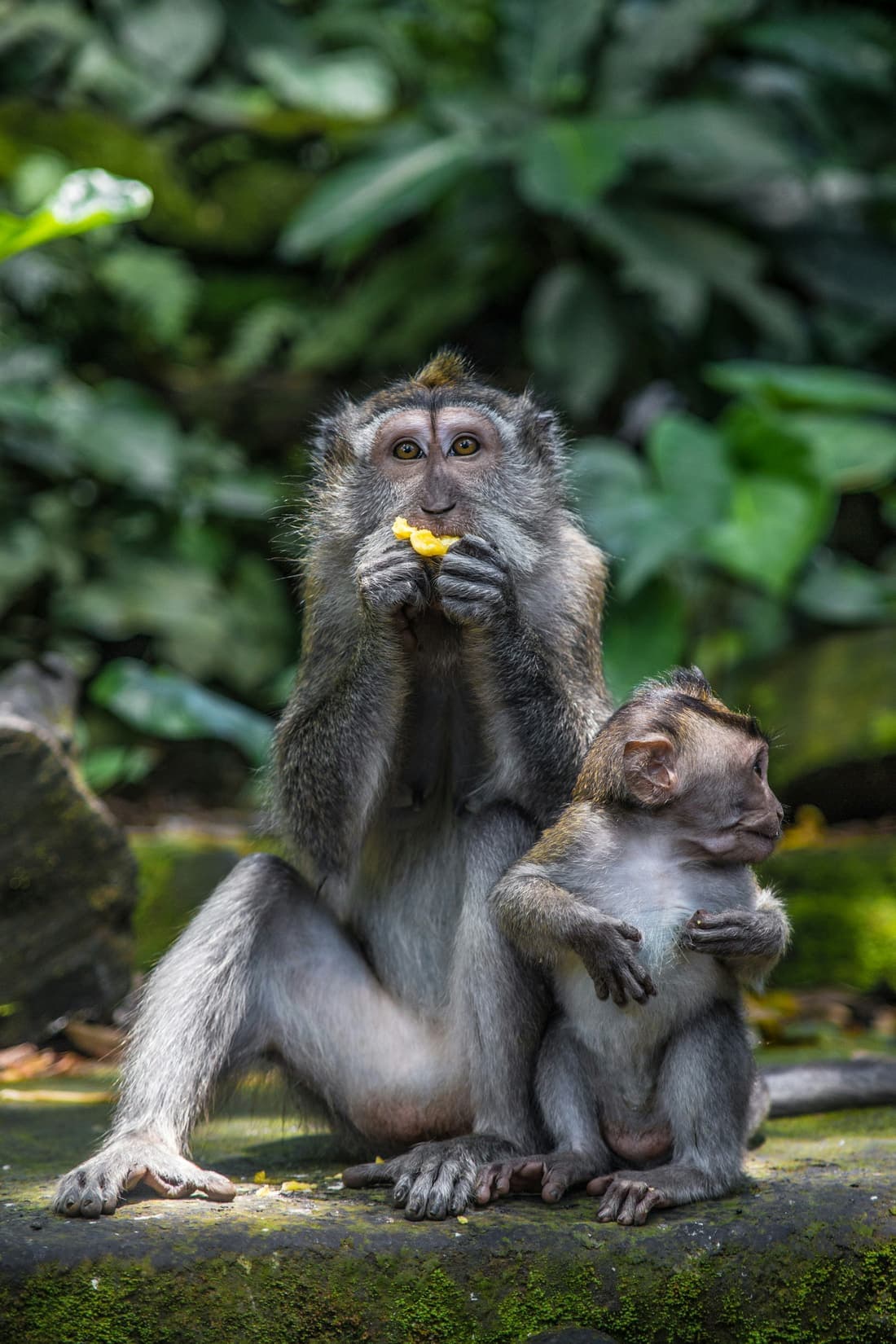 Een langstaartmakaak met een jong op de arm zit in het groen bij een tempel op Bali