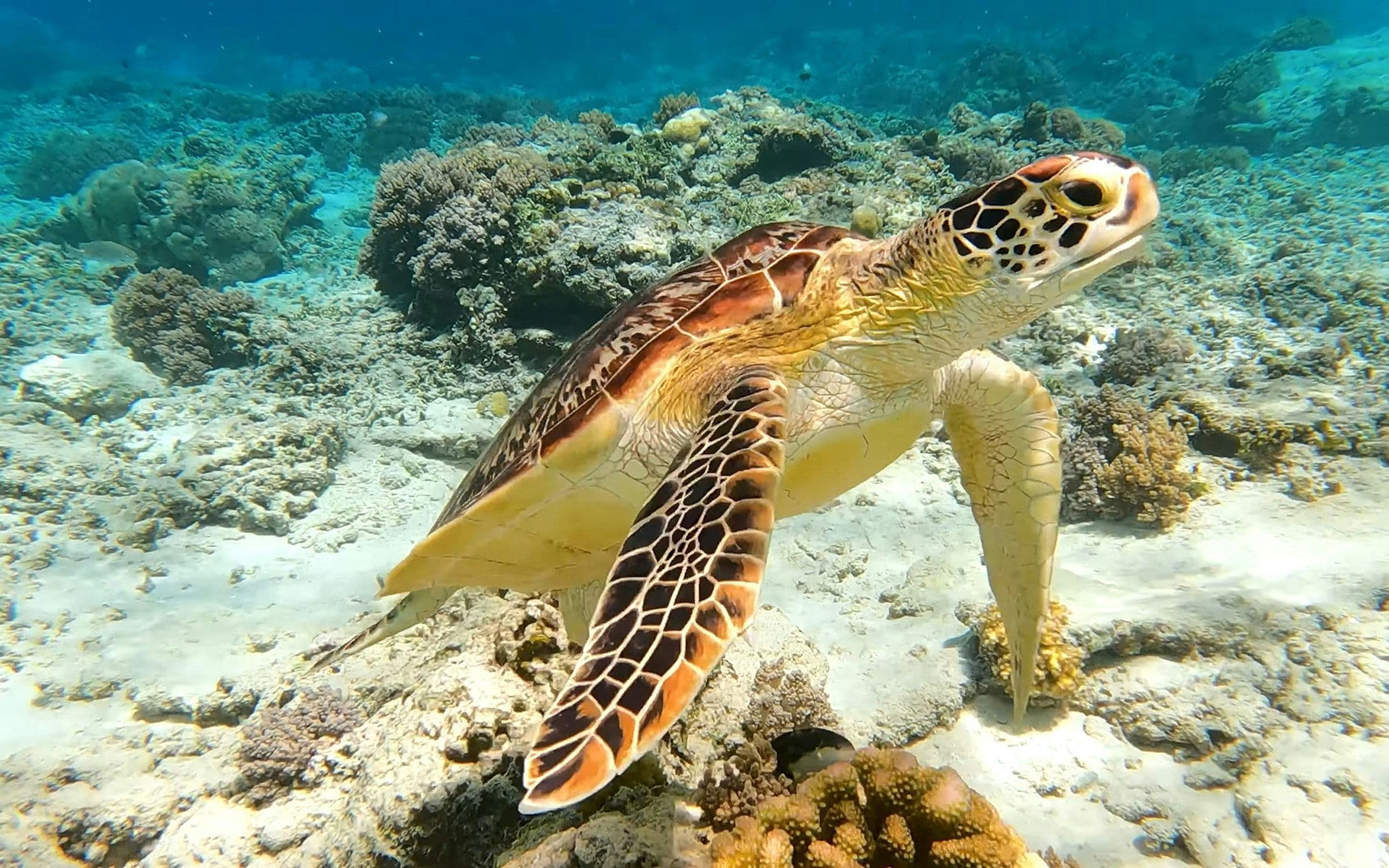 Een zeeschildpad zwemt boven het koraal in helder water bij de Gili-eilanden
