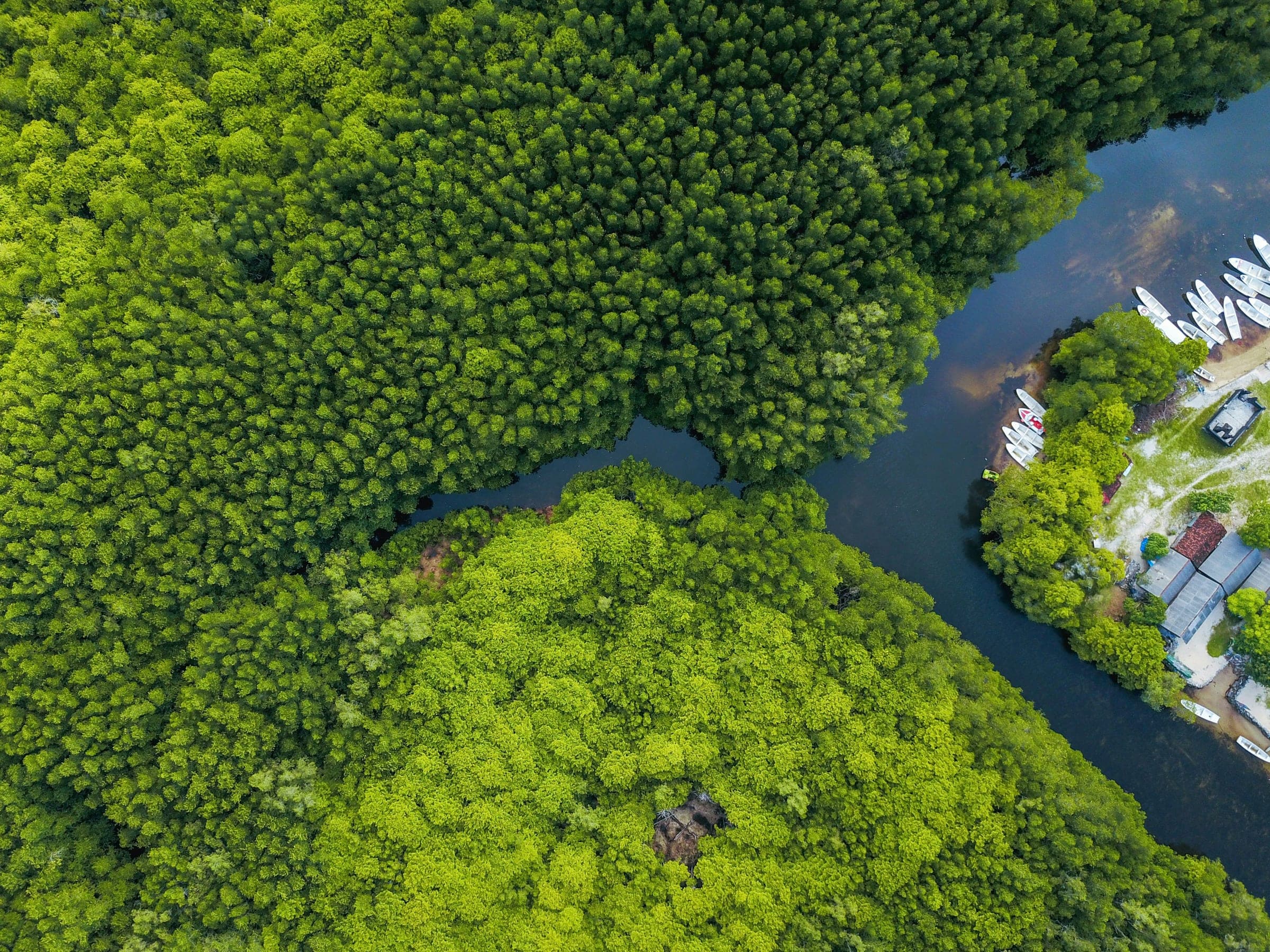 Het groene mangrovebos aan de noordoostkant van Nusa Lembongan van bovenaf gezien