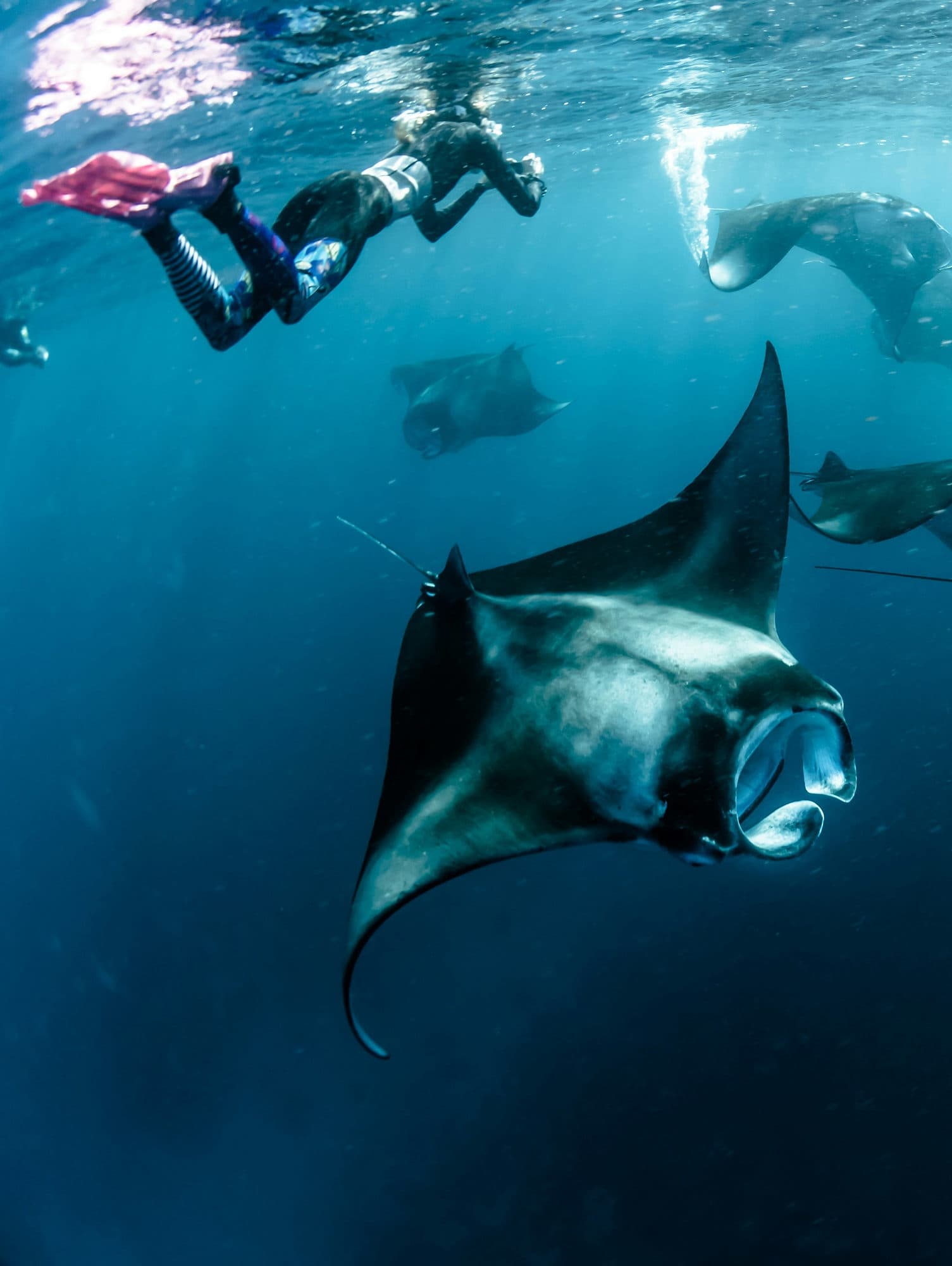 Twee mantaroggen zwemmen vlak onder het wateroppervlak bij Nusa Penida