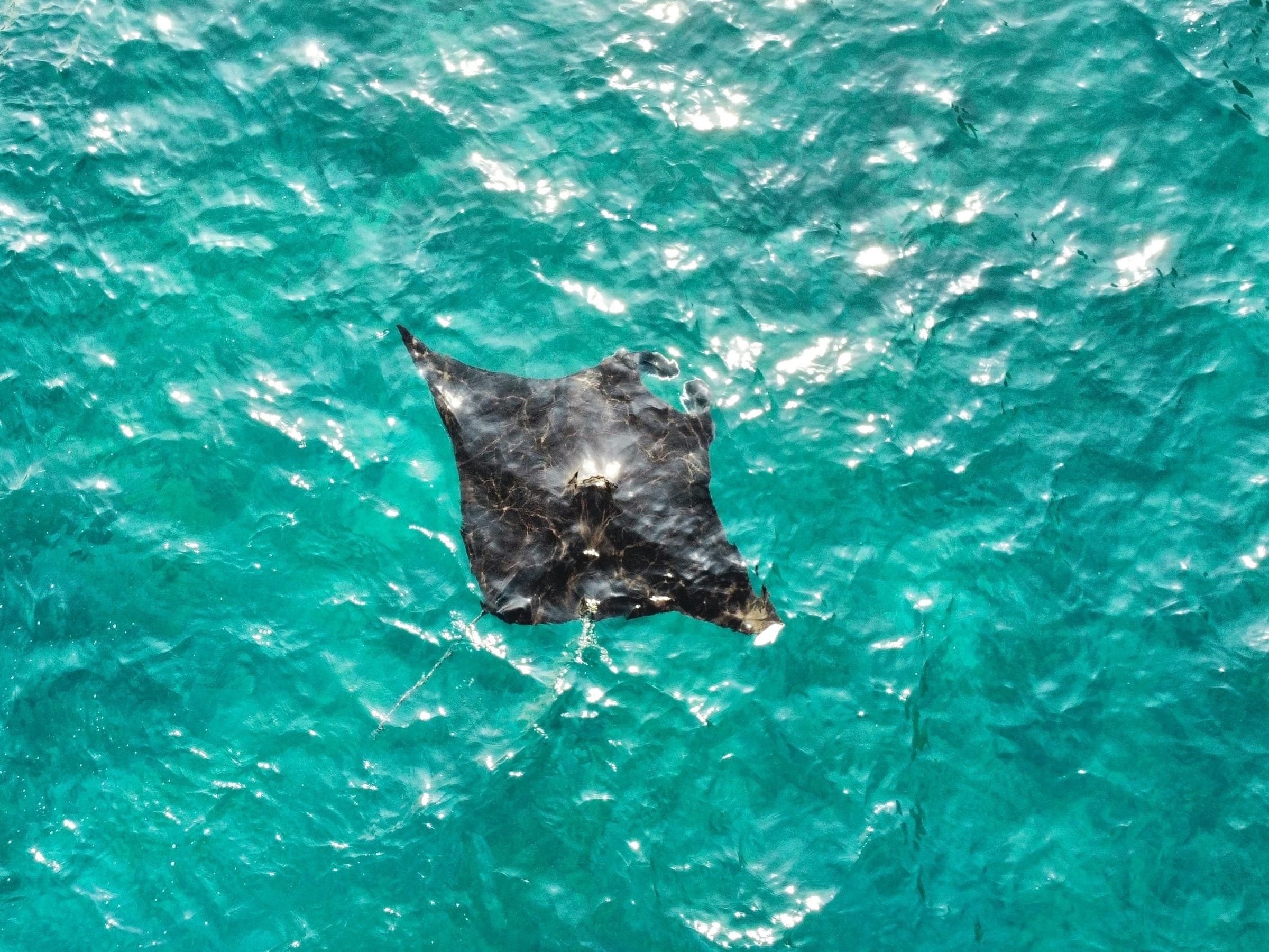 Een reuzenmanta zwemt vlak onder het wateroppervlak in helder turkoois water bij Nusa Penida