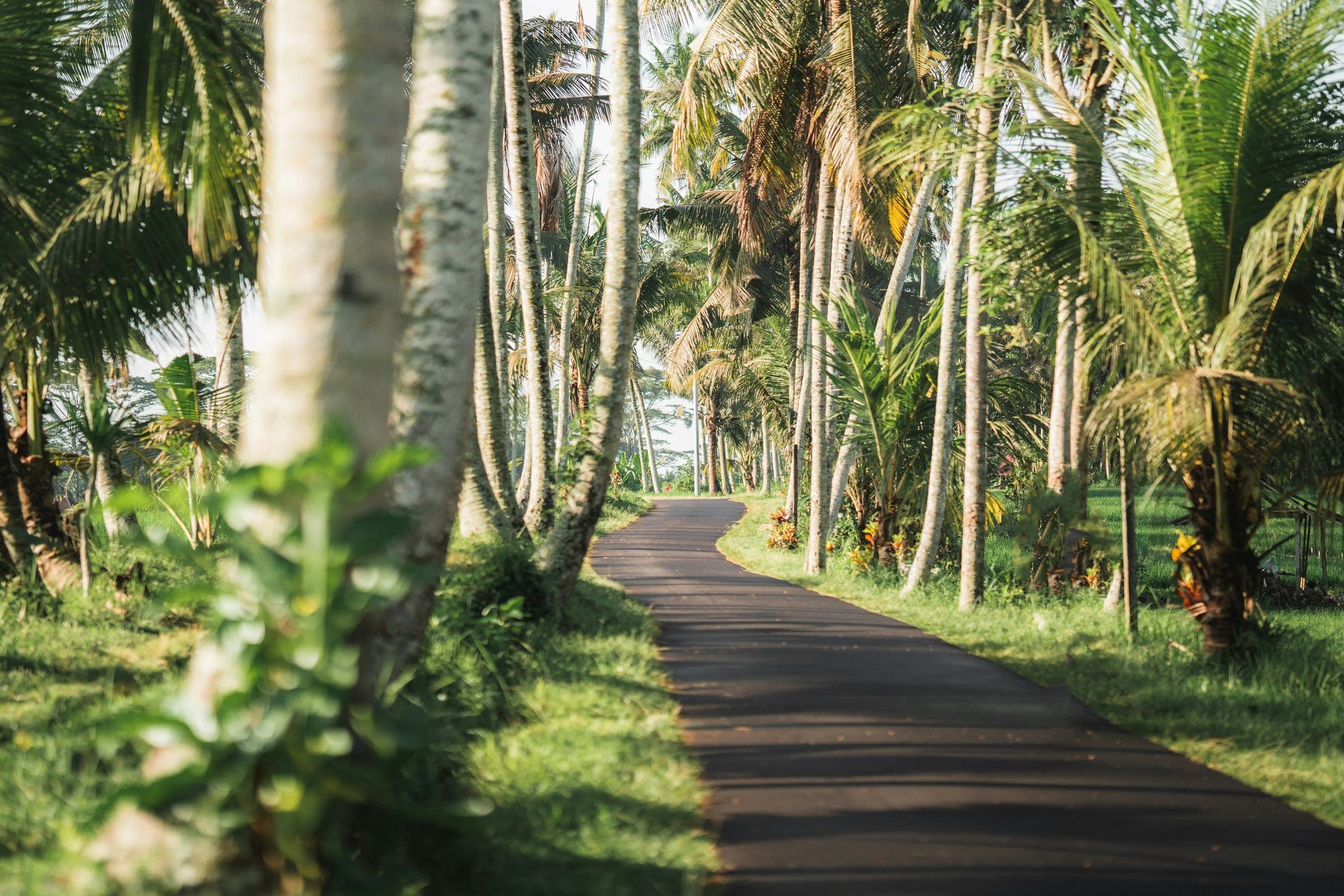 Smal asfaltweggetje tussen hoge palmbomen op Bali