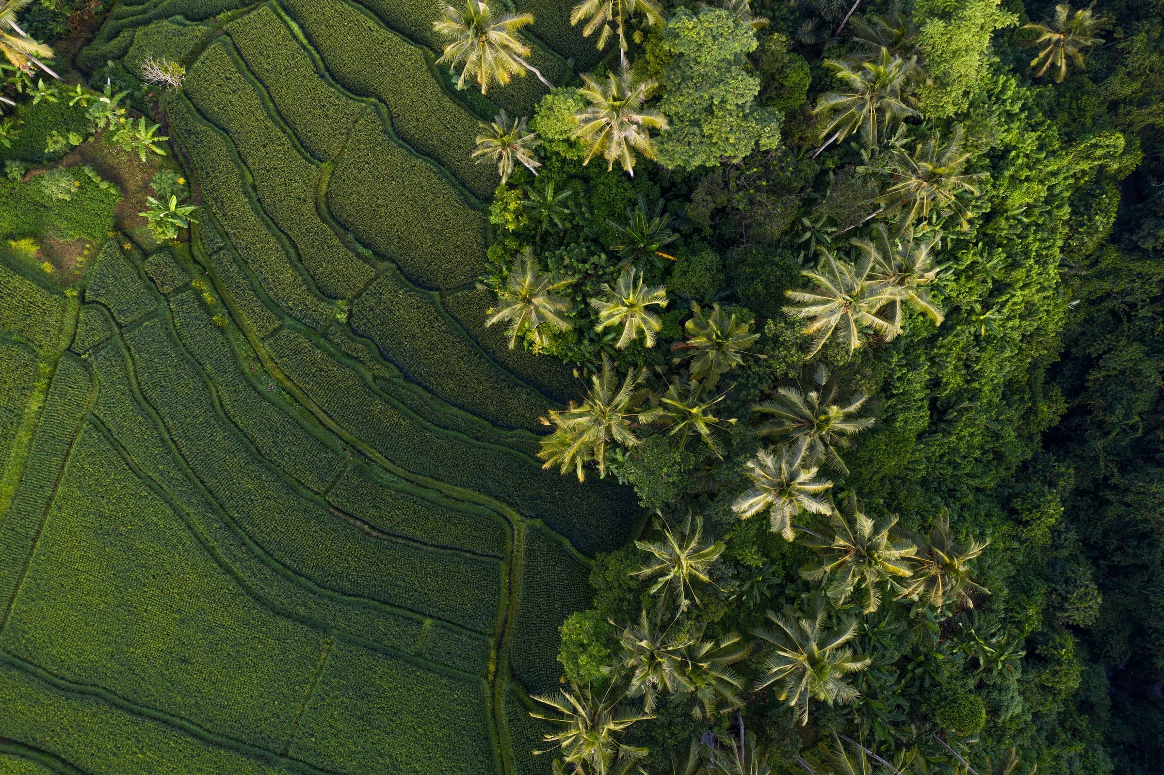 Rijstterrassen en palmbomen op Bali, gezien vanuit de lucht