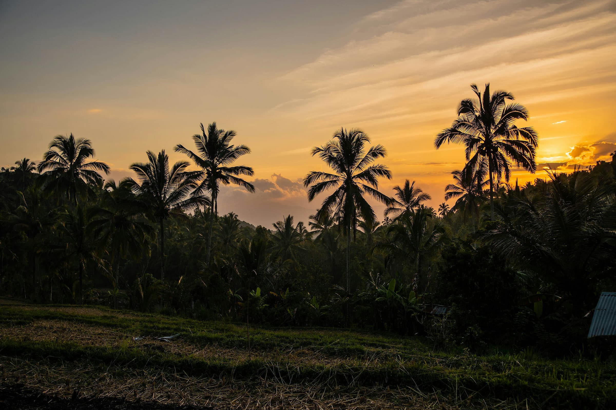 Zonsondergang achter palmbomen boven de heuvels van Bali