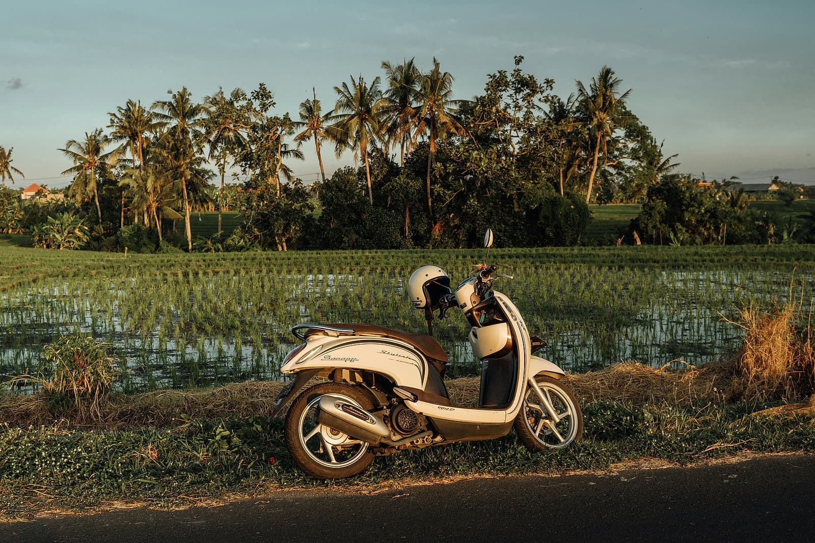 Een scooter langs een landweg bij de rijstvelden in het avondlicht