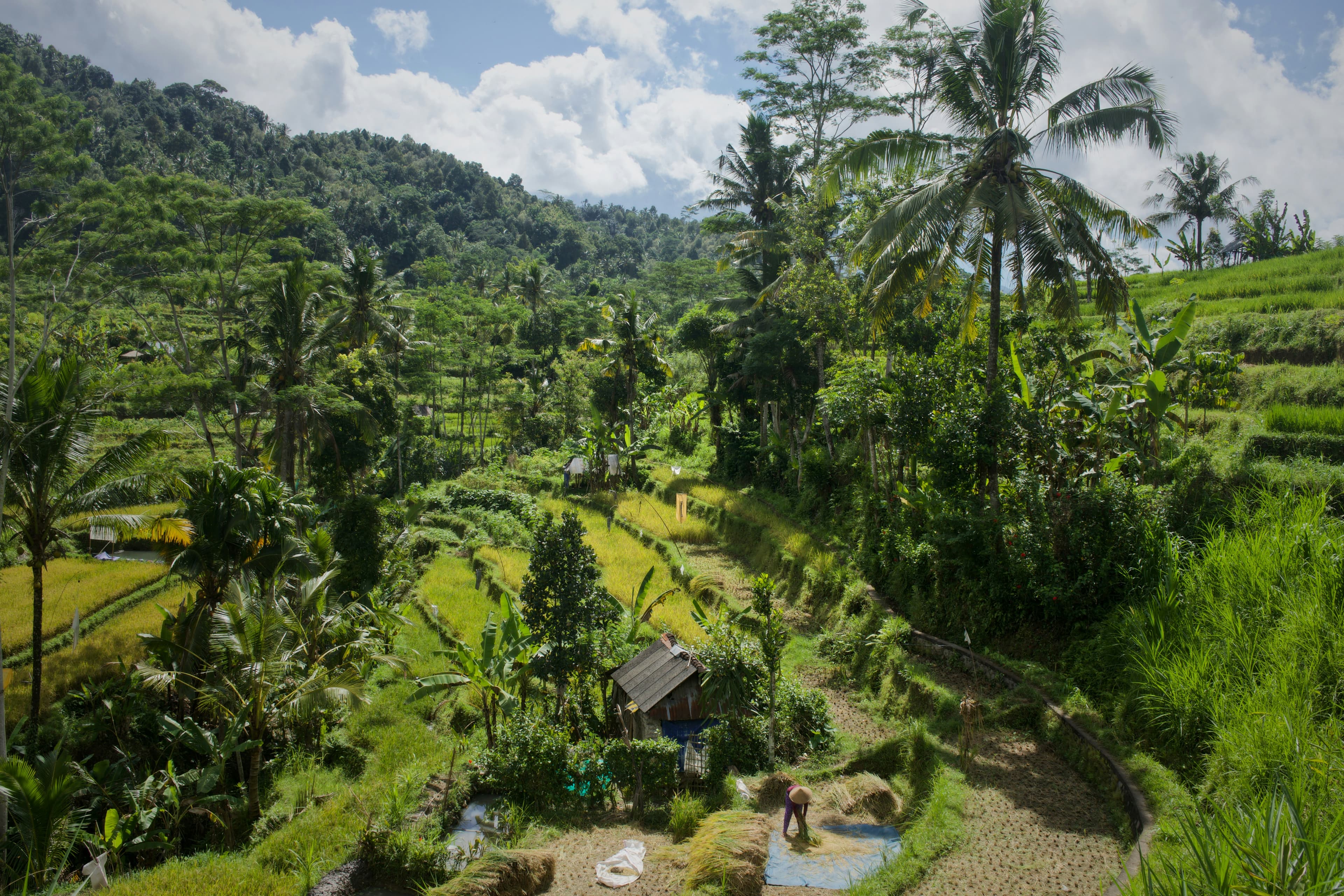 Een boer met kegelhoed werkt in de groene rijstterrassen van Sidemen op Bali