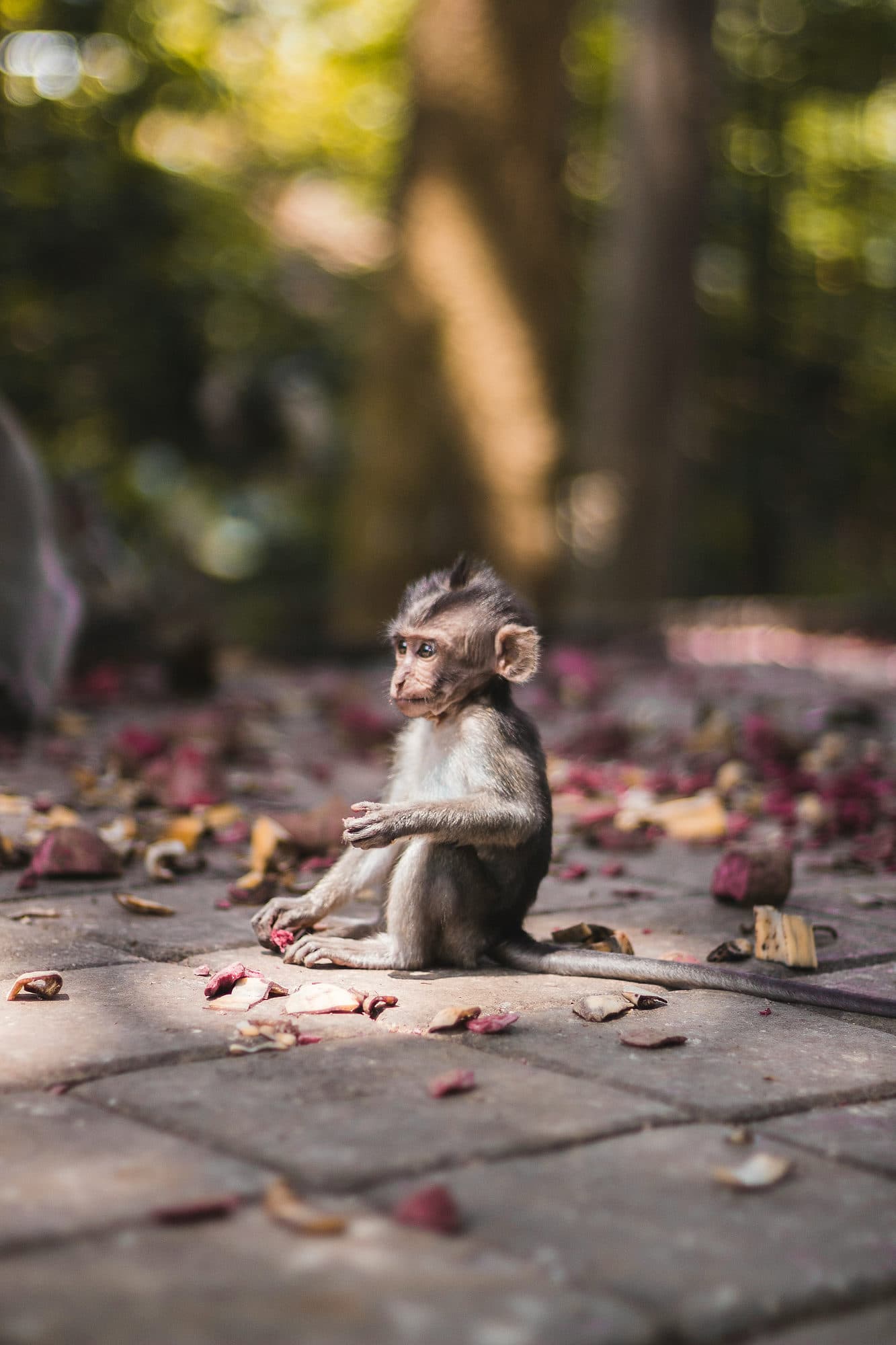 Een jonge makaak zit tussen de bloemblaadjes op de grond in het Monkey Forest van Ubud