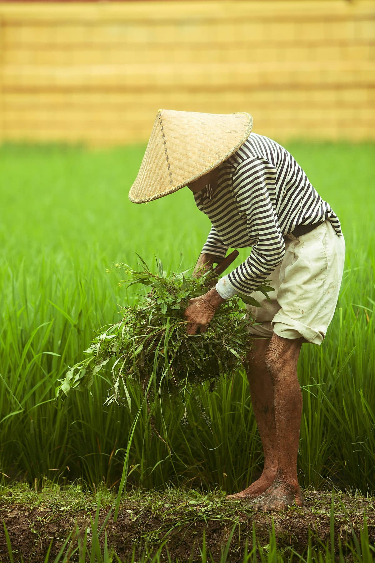 Een Balinese boer met strohoed werkt gebogen in een fel groen rijstveld