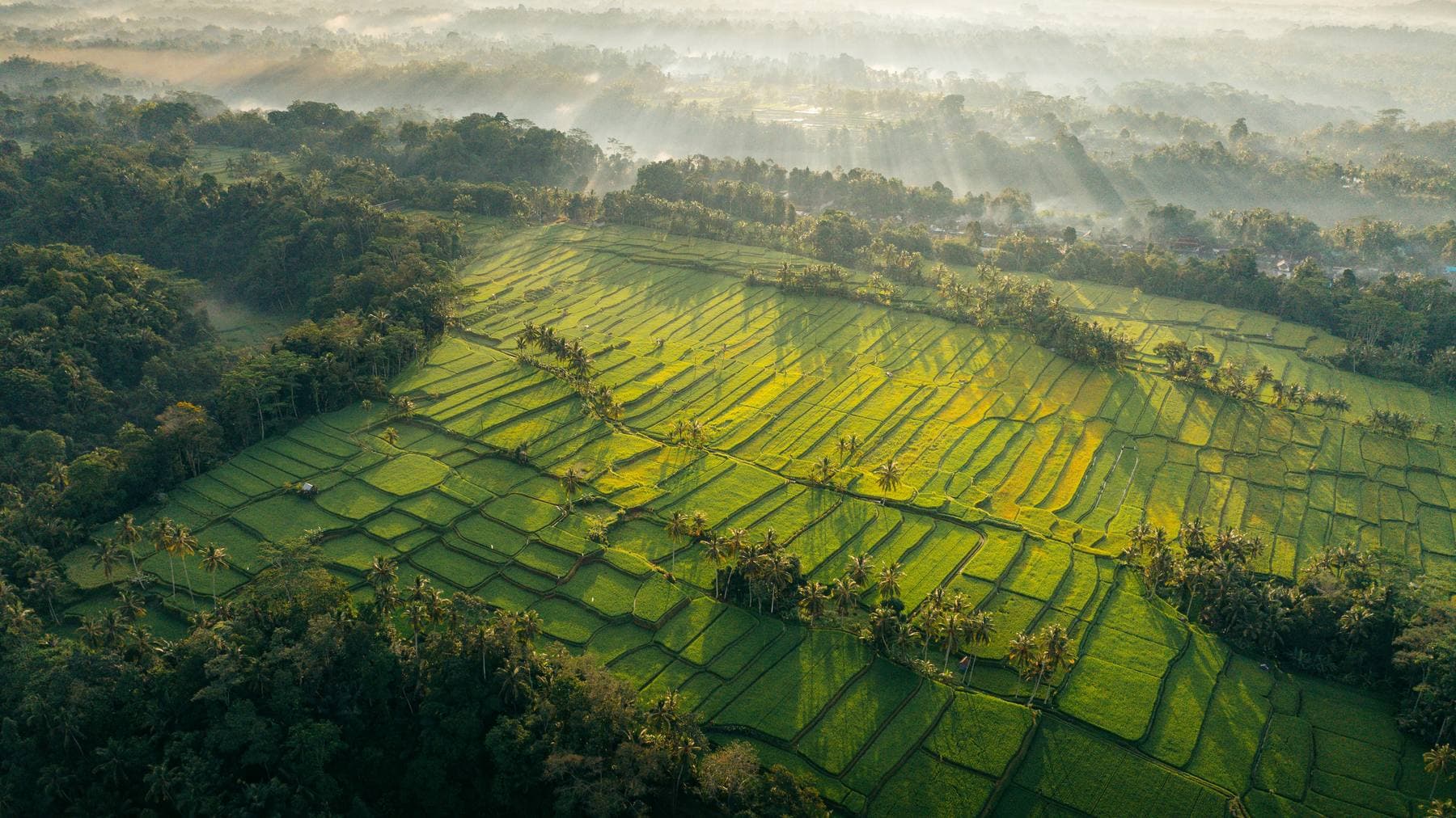 Rijstvelden en palmen rond Ubud bij zonsopkomst, met zonnestralen door de ochtendmist