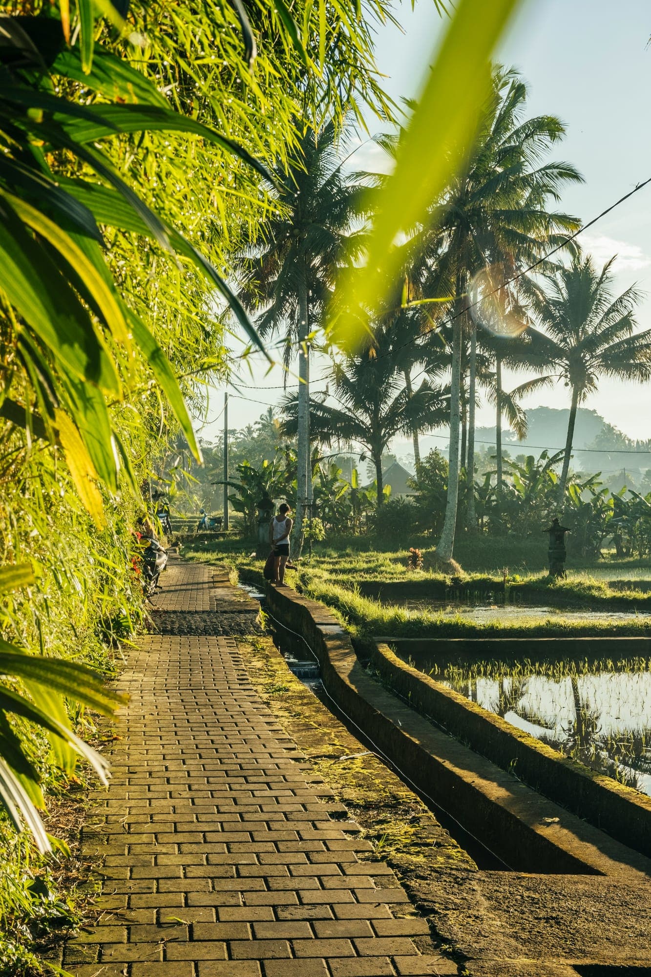 Smal pad langs de groene rijstvelden net buiten het centrum van Ubud