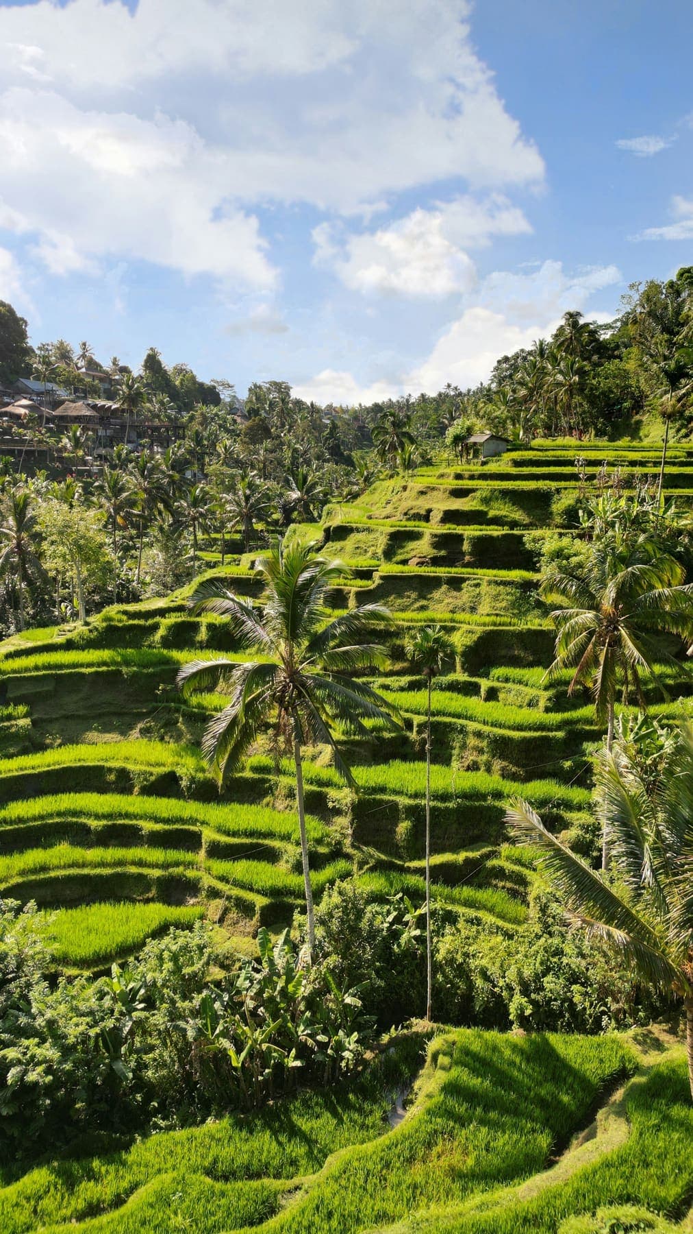 Trapsgewijze groene rijstterrassen met palmbomen bij Tegalalang op Bali