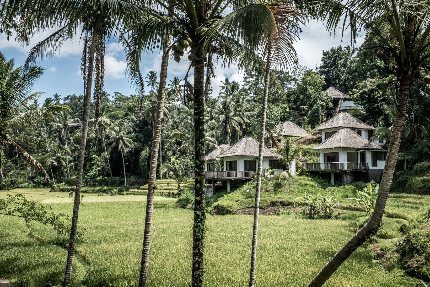 Houten villa’s tussen de palmen aan de rand van een rijstveld bij Ubud