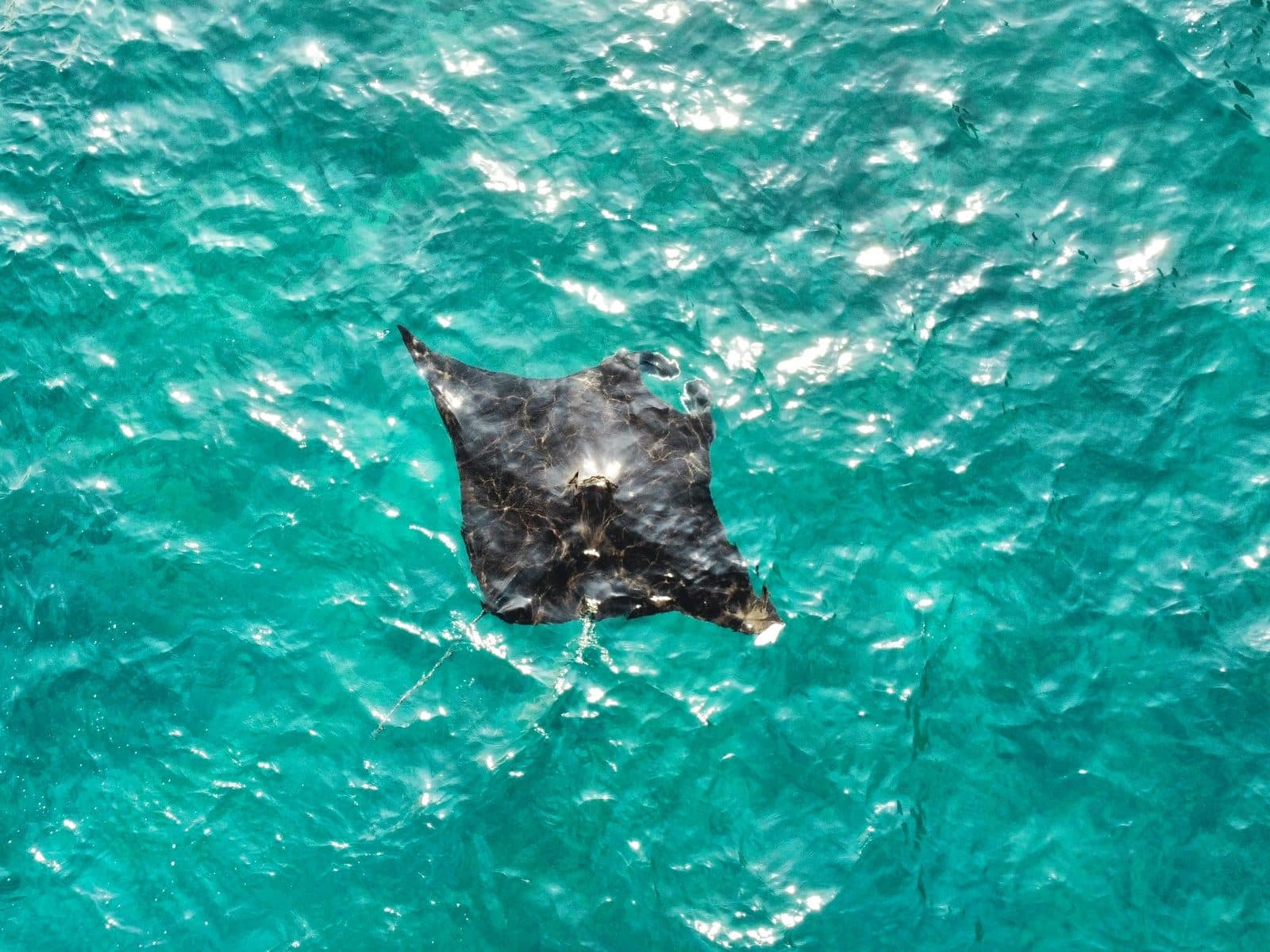 Snorkelen met manta’s bij Nusa Penida