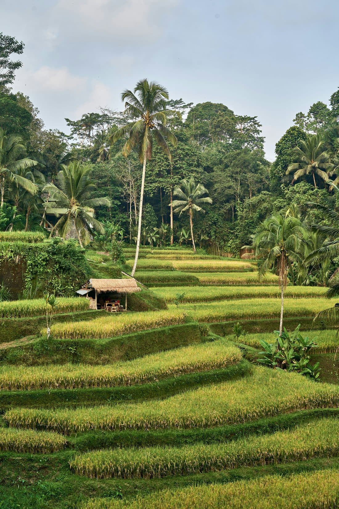 Ubud: rijstterrassen, tempels & watervallen