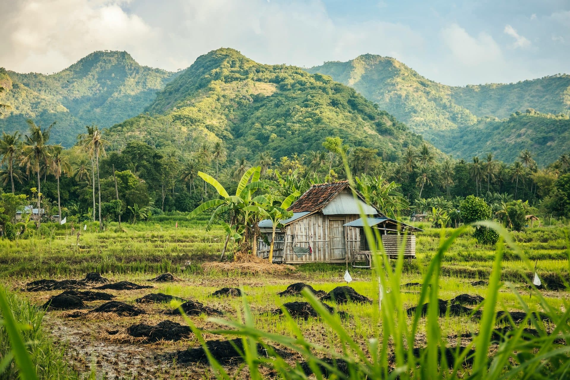 Rijstvelden met traditioneel huisje en groene bergen op Bali
