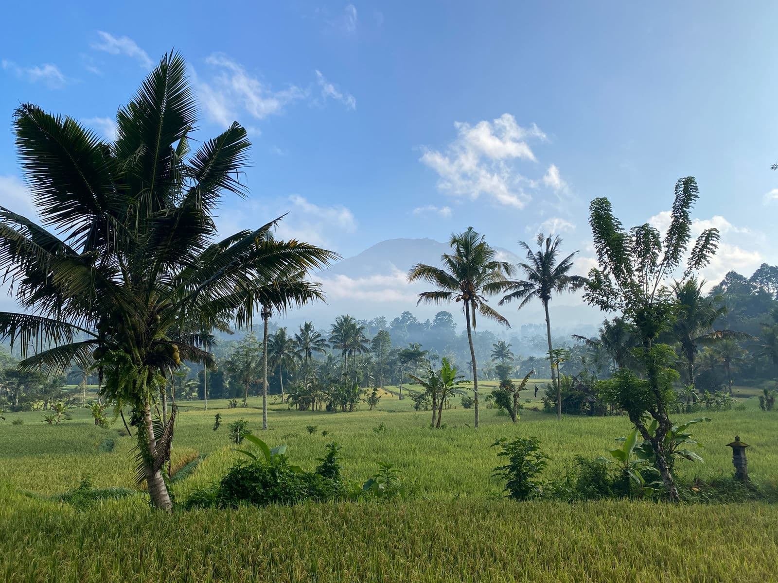 Palmbomen boven groene rijstvelden met de heuvels van Oost-Bali op de achtergrond