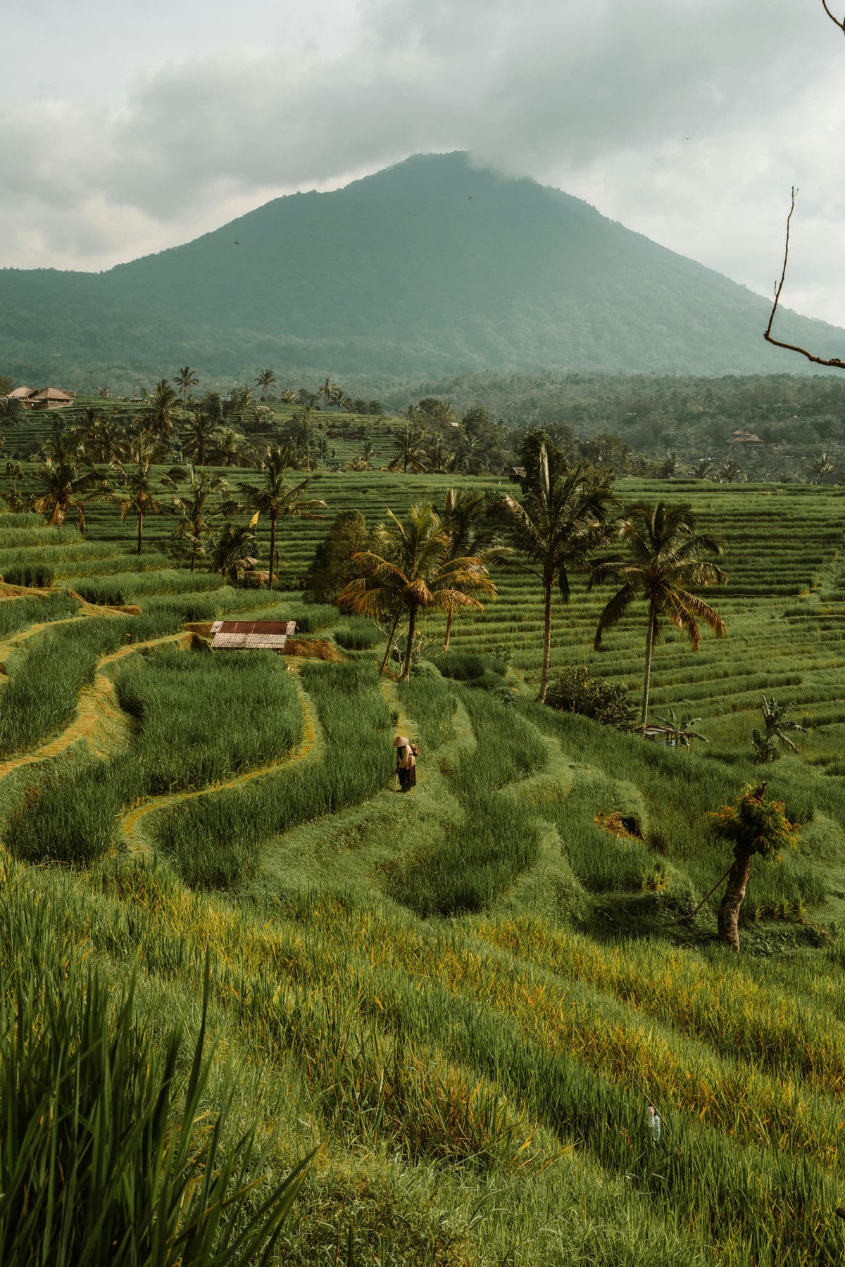 Groene rijstterrassen met palmen en de vulkaan Agung op de achtergrond in Oost-Bali
