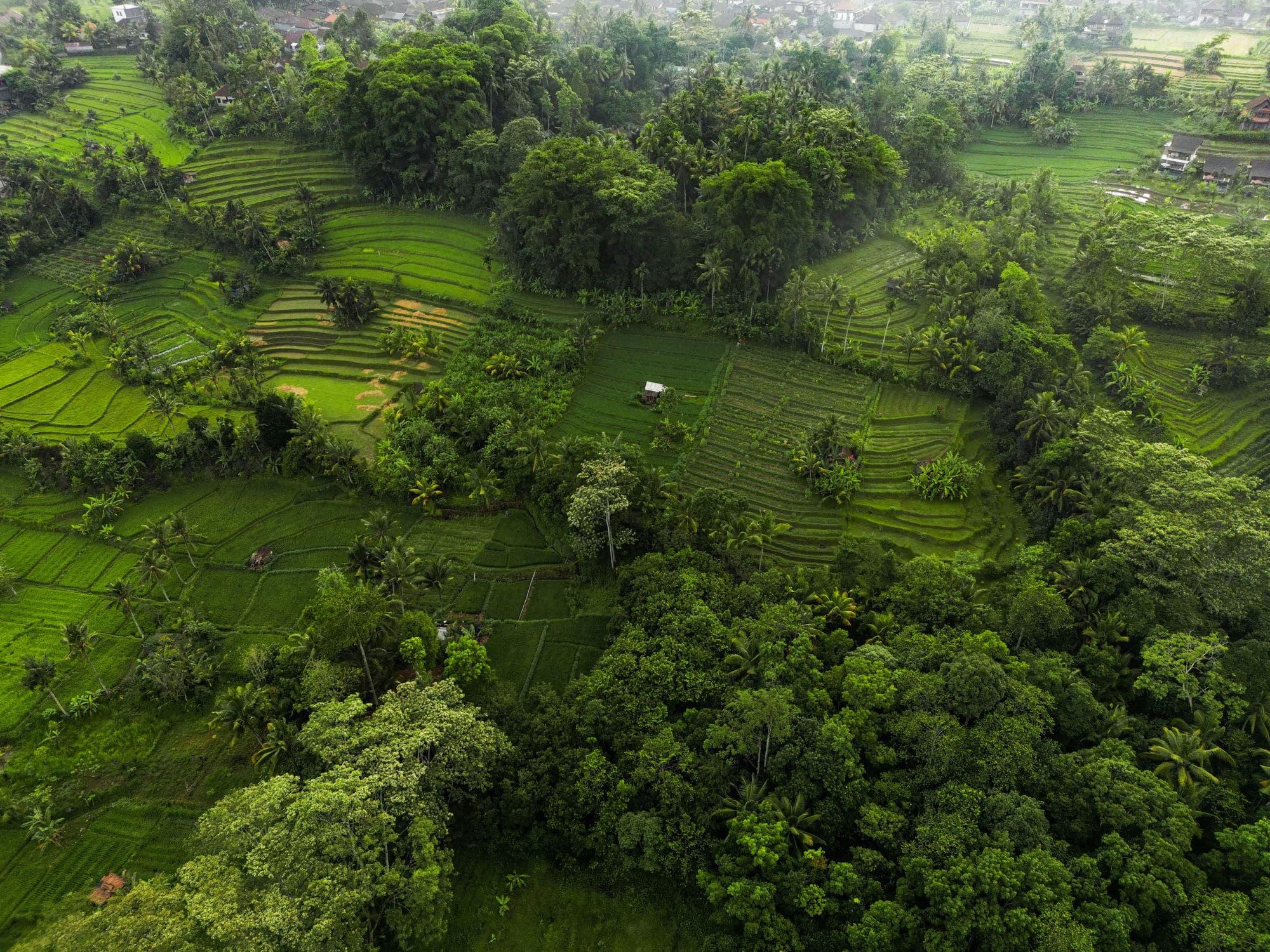 De rijstterrassen en jungle van de Sidemen-vallei van bovenaf gezien, met paadjes tussen de velden